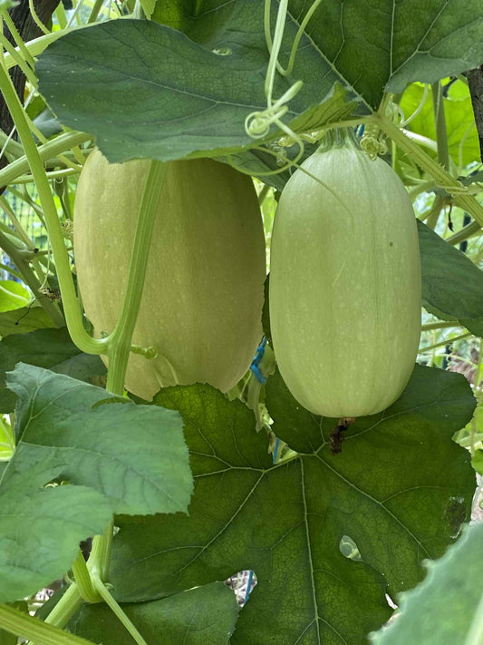 Spaghetti Squash  qty.#5/pack