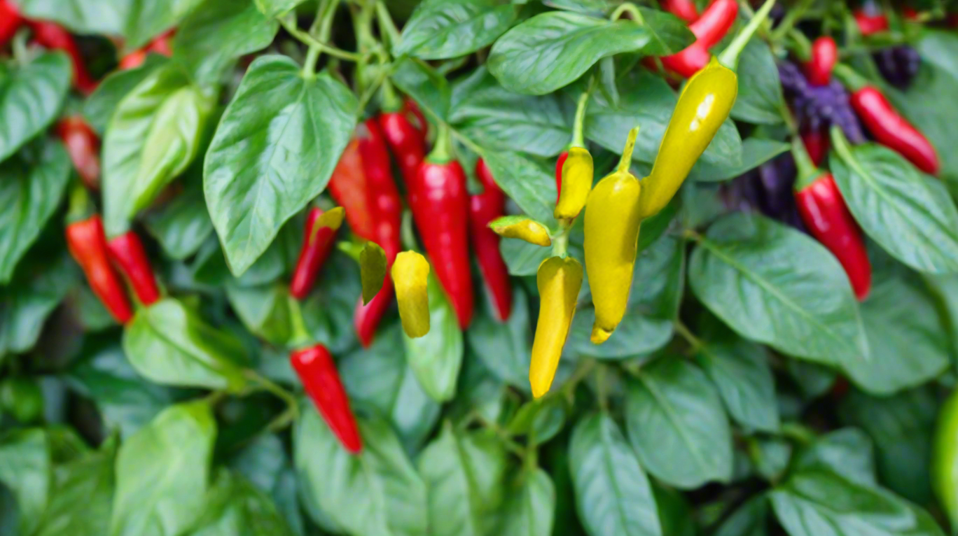 "Peppergate" Peppers qty.#10/pack