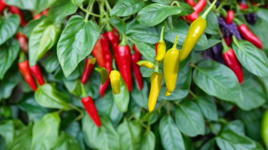 "Peppergate" Peppers qty.#10/pack