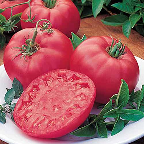 Red Brandywine Tomato qty. #10/pack