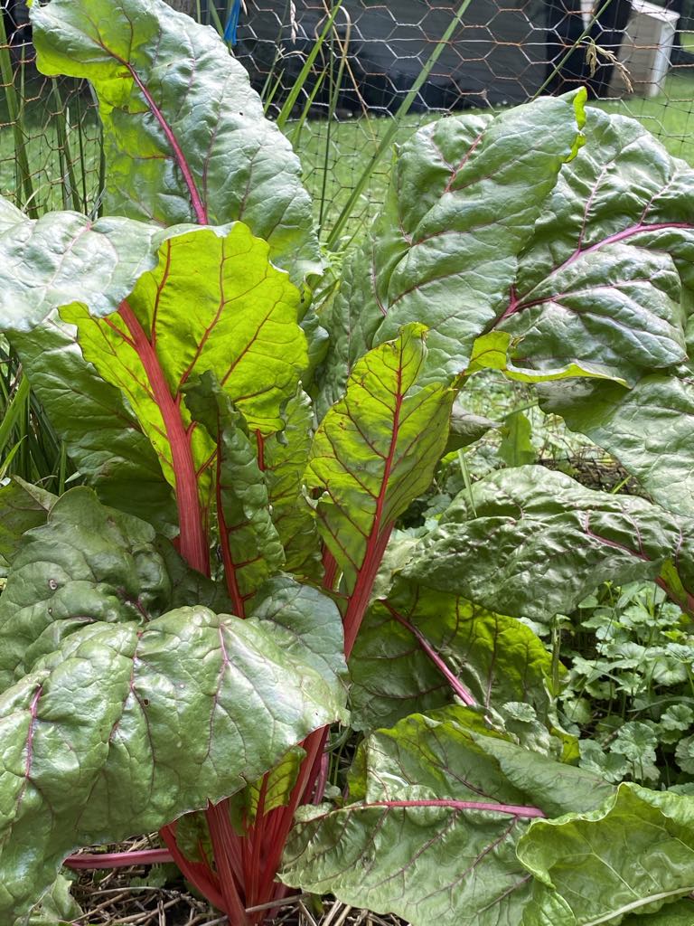 Swiss Chard Red/Green qty. #10/pack