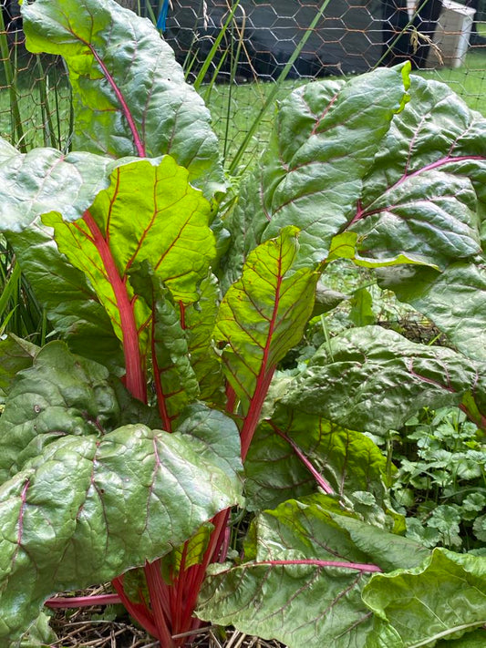 Swiss Chard Red/Green qty. #10/pack