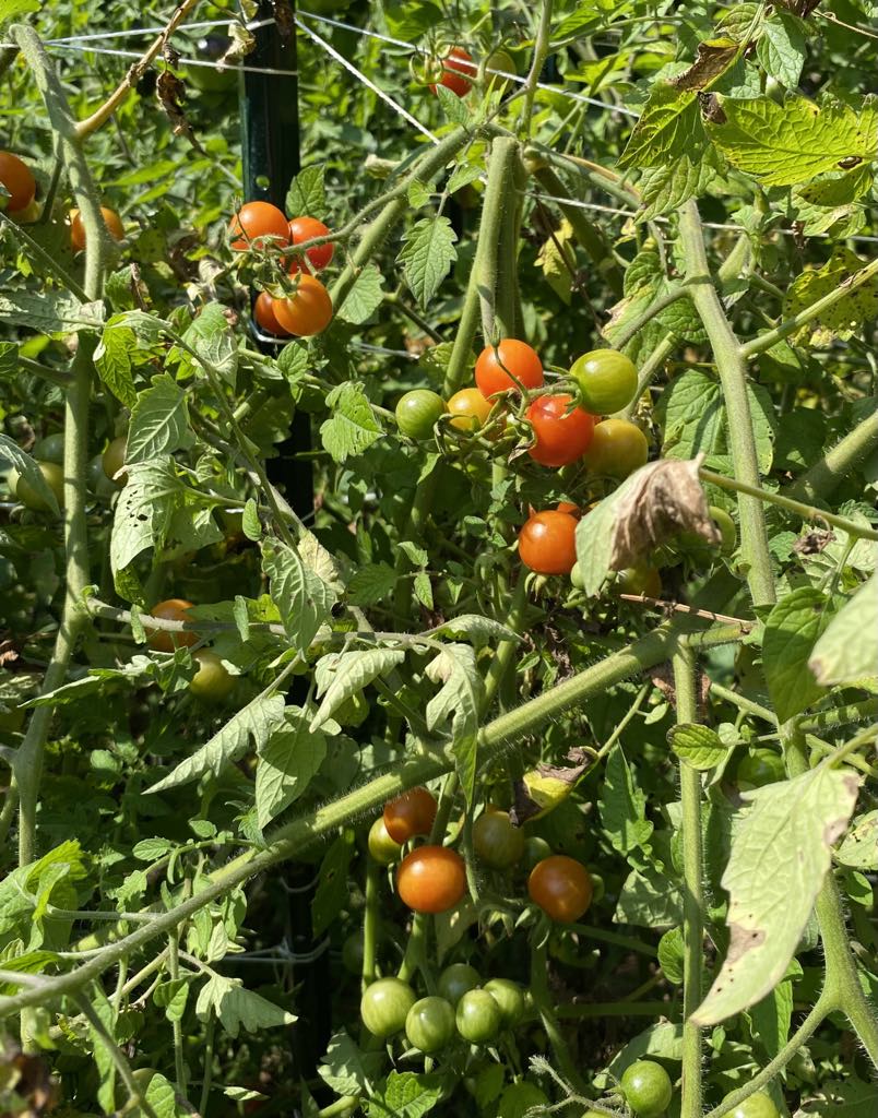 Cherry Tomato     qty.#10/pack
