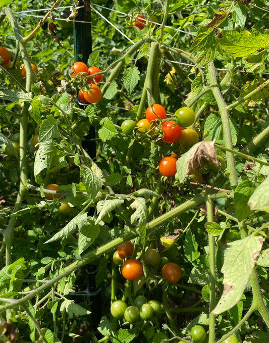 Cherry Tomato     qty.#10/pack