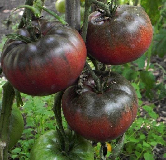 Black Krim Tomato qty.#10/ pack