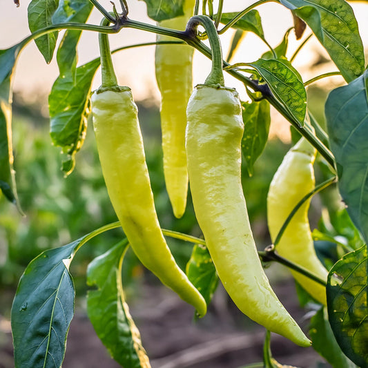 Banana Pepper qty.#10
