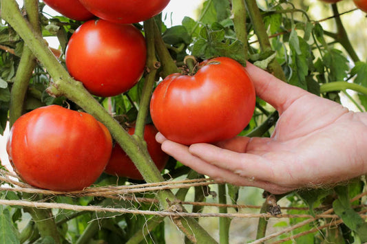 Beefsteak Tomato qty.#10/ pack