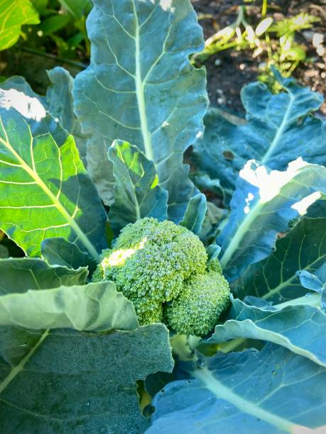 Calabrese Broccoli             qty.#10/pack