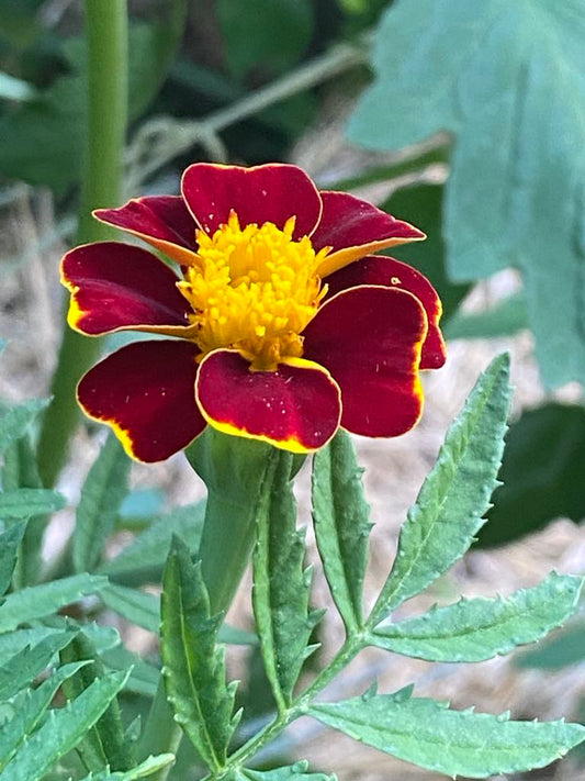 Marigold Mix        qty.#10/pack