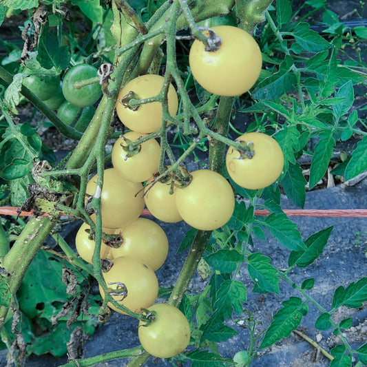 White Cherry Tomato qty.#10/ pack