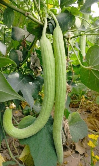 Armenian Cucumber qty.#10/pack