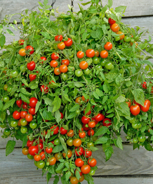 Hanging Basket Tomato qty. #10/pack