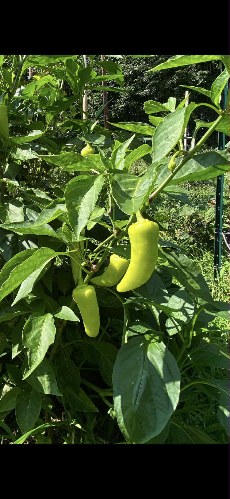 Jalapeno Pepper. qty.#10/pack