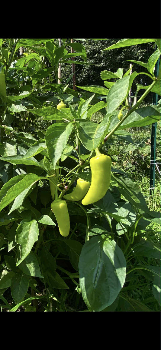 Jalapeno Pepper. qty.#10/pack