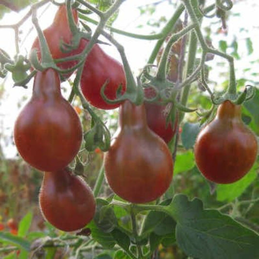 Chocolate Pear Tomato qty.#10/pack