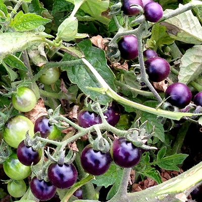 Blueberry Tomato qty.#10/pack