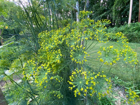 Dill qty.#10/pack