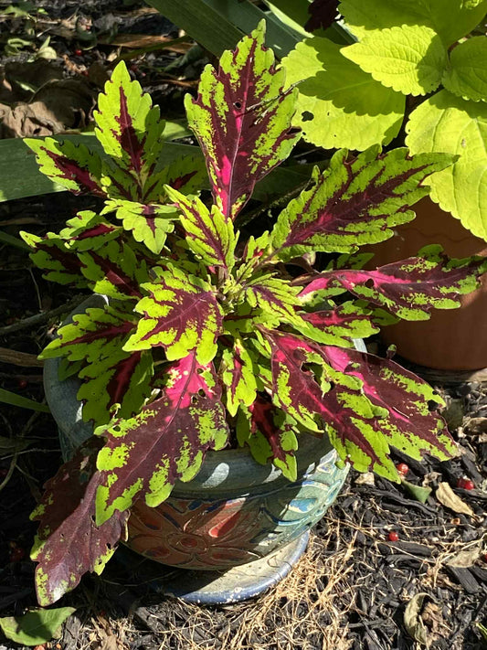 Coleus                 qty.#10+/pack