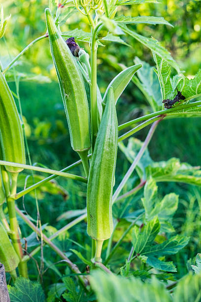 Okra qty. #10/pack