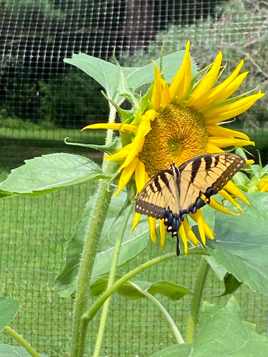 Sunflower              qty.#10/pack